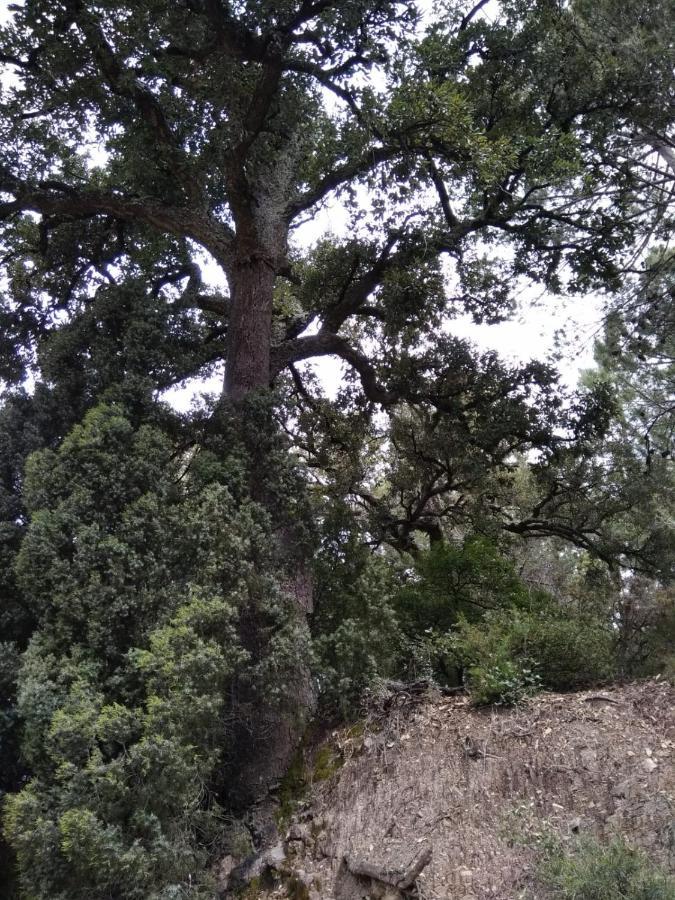 Pavies Casa De Amparo Y Jose Manuel 게스트하우스 외부 사진